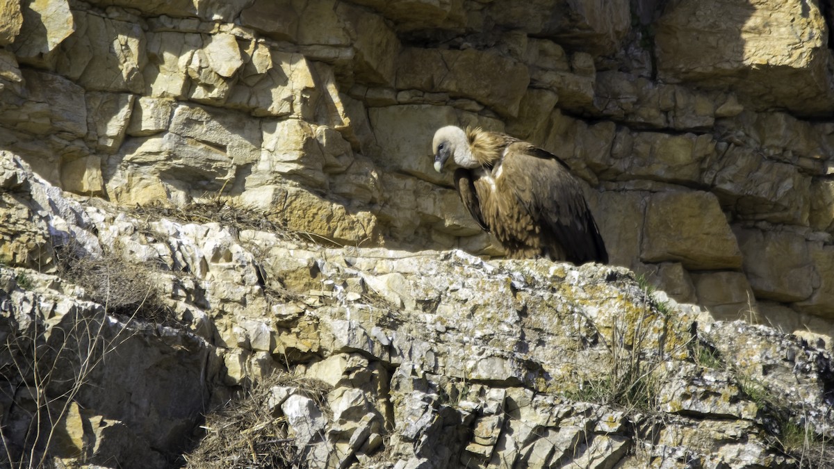 Buitre Leonado - ML652142279