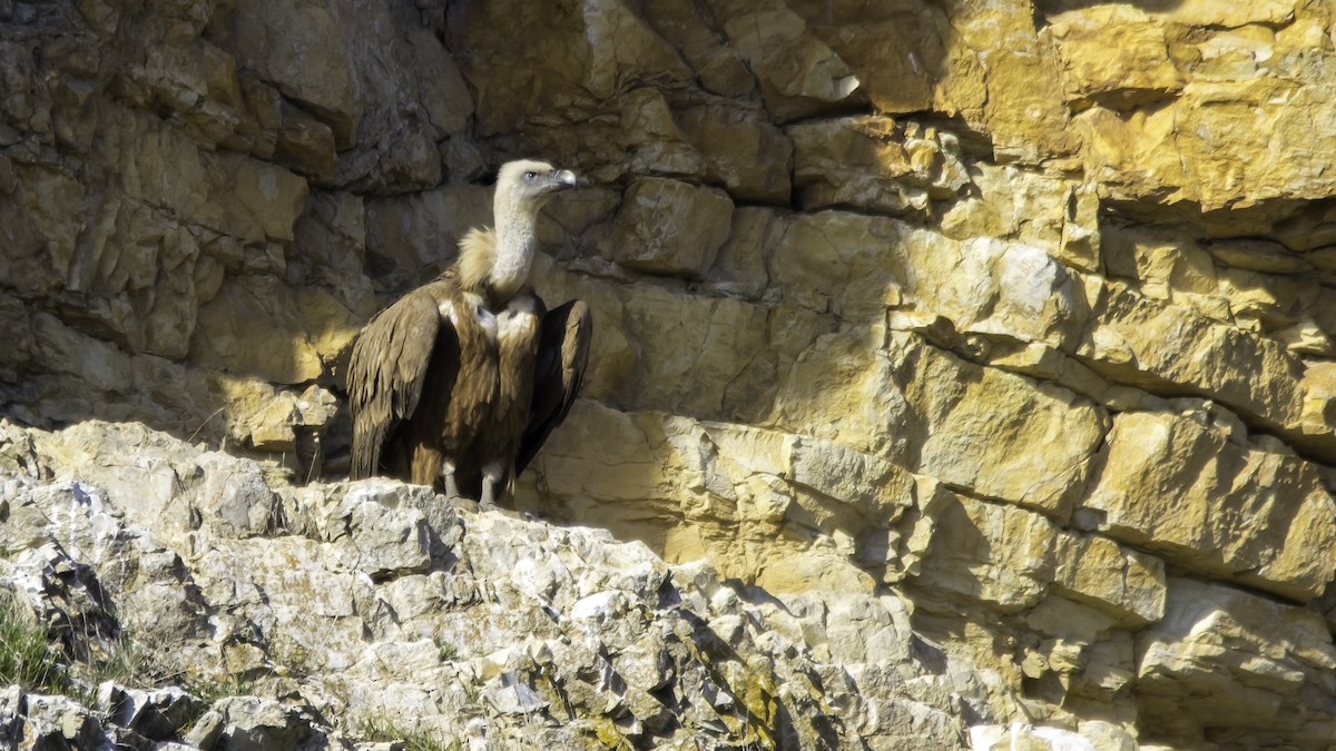 Buitre Leonado - ML652142280