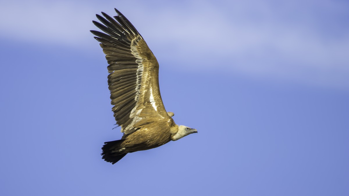 Buitre Leonado - ML652142281