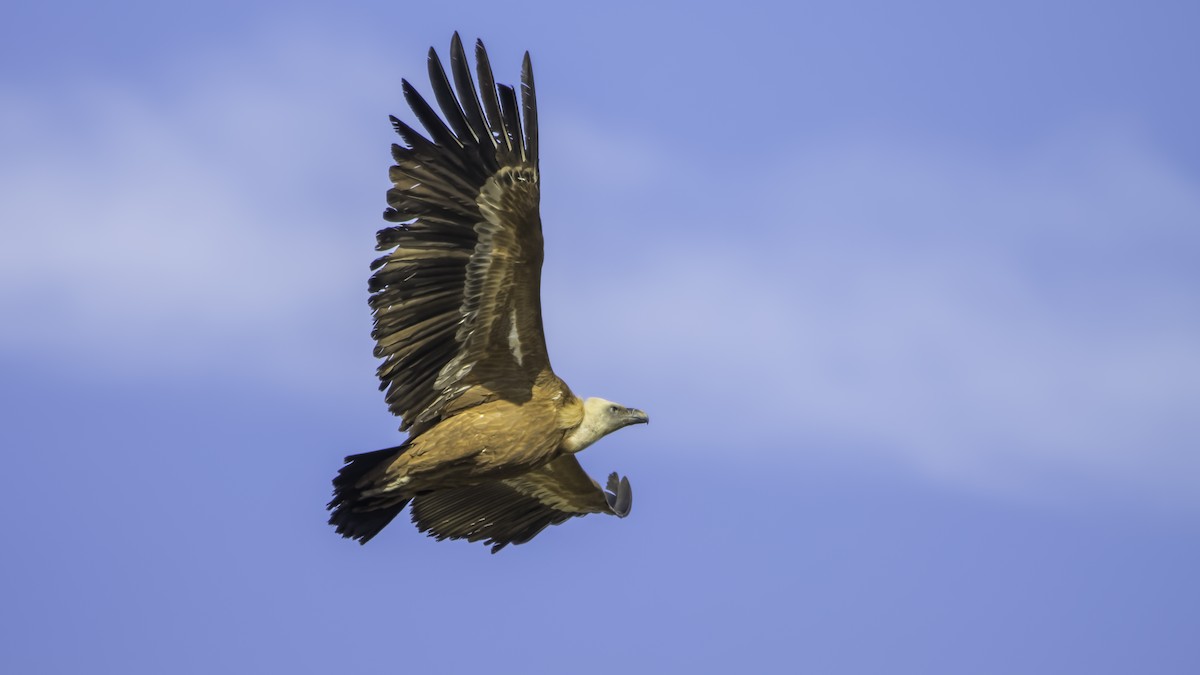 Buitre Leonado - ML652142282