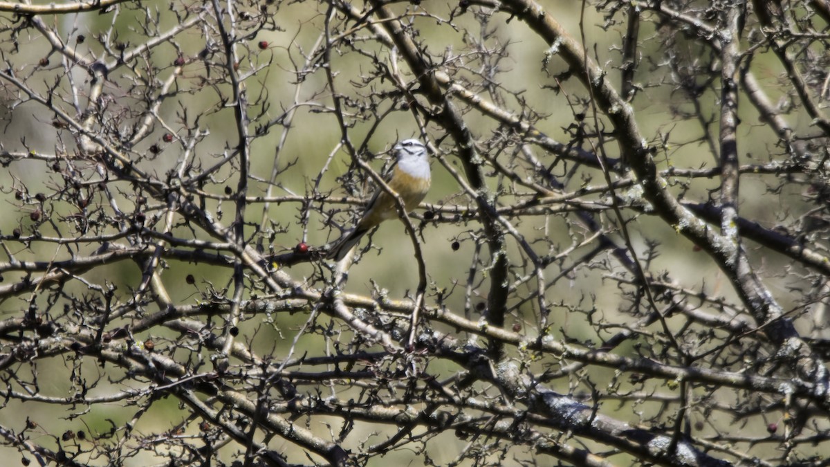 Escribano Montesino - ML652142294