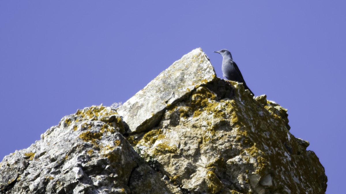 Roquero Solitario - ML652142337