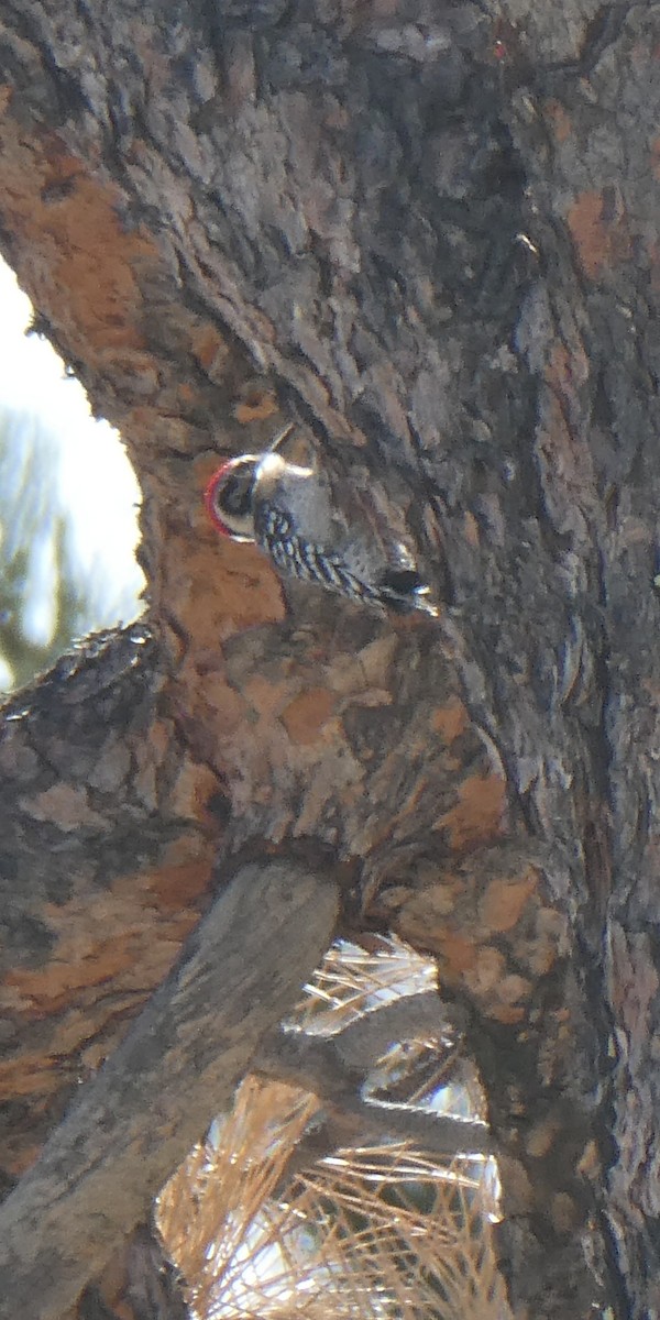 Ladder-backed Woodpecker - ML652142460