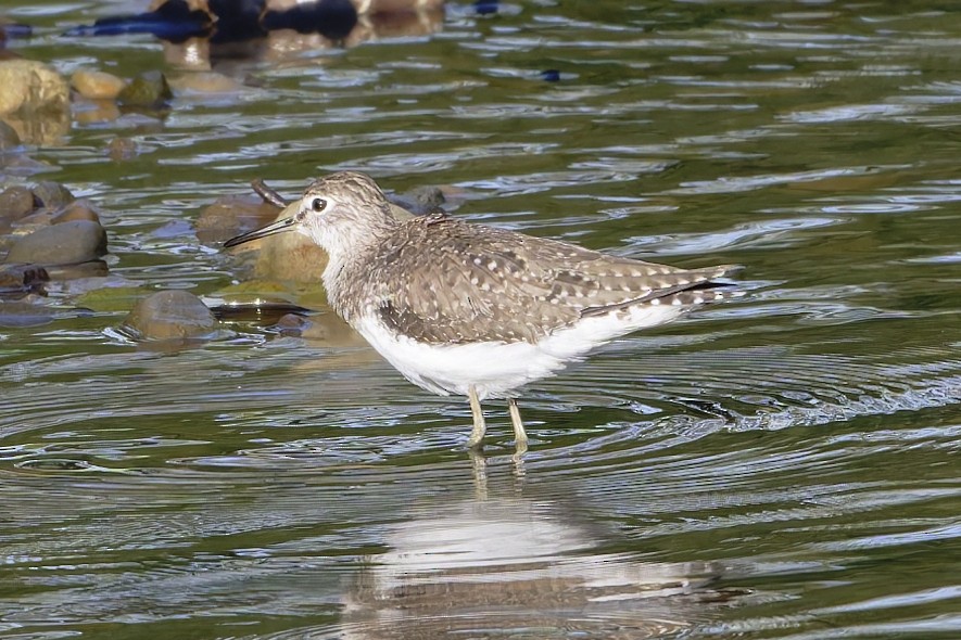 Solitary Sandpiper - ML652143267