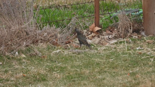 Storno - ML652143333