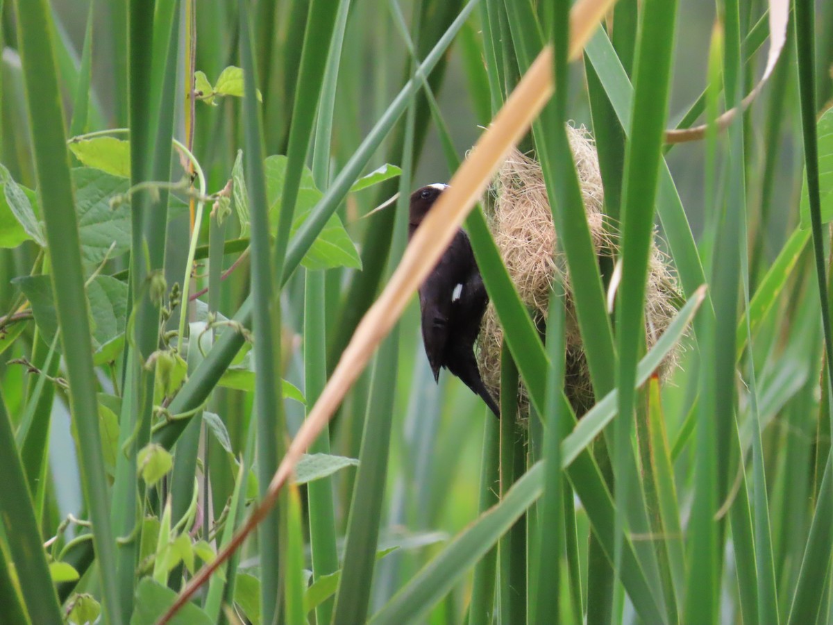 Grosbeak Weaver - ML652143611