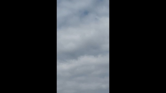 Tree Swallow - ML652143854