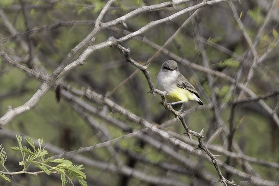 Yellow-bellied Eremomela - ML652144002