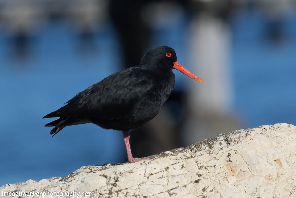 Variable Oystercatcher - ML65214401