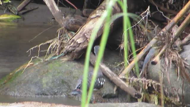 Caurale soleil - ML652144169