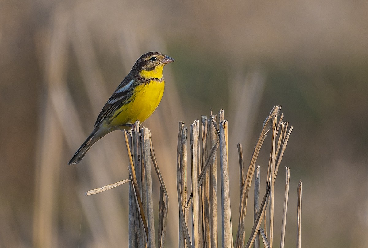 Yellow-breasted Bunting - ML652144337
