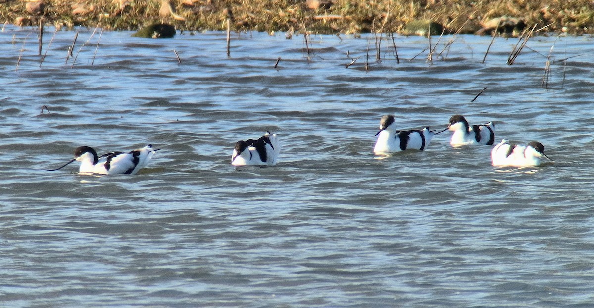 Abozeta kaskabeltza - ML652144496