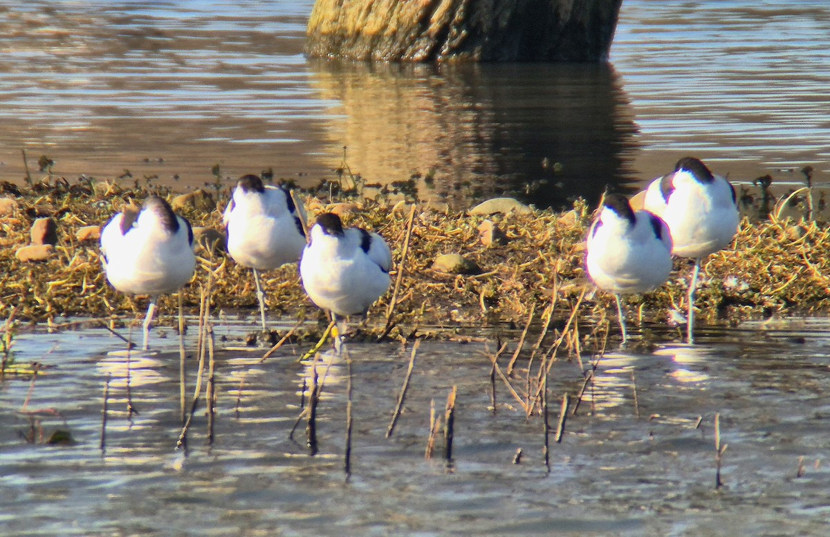 Abozeta kaskabeltza - ML652144497