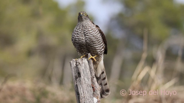 Gavilán Común - ML652144636