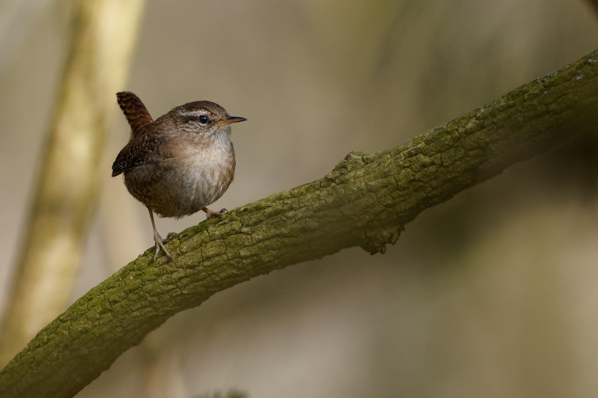 Волове очко - ML652144729