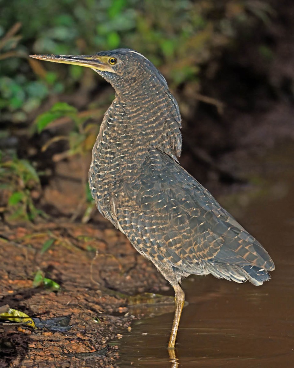 White-crested Tiger-Heron - ML652144820