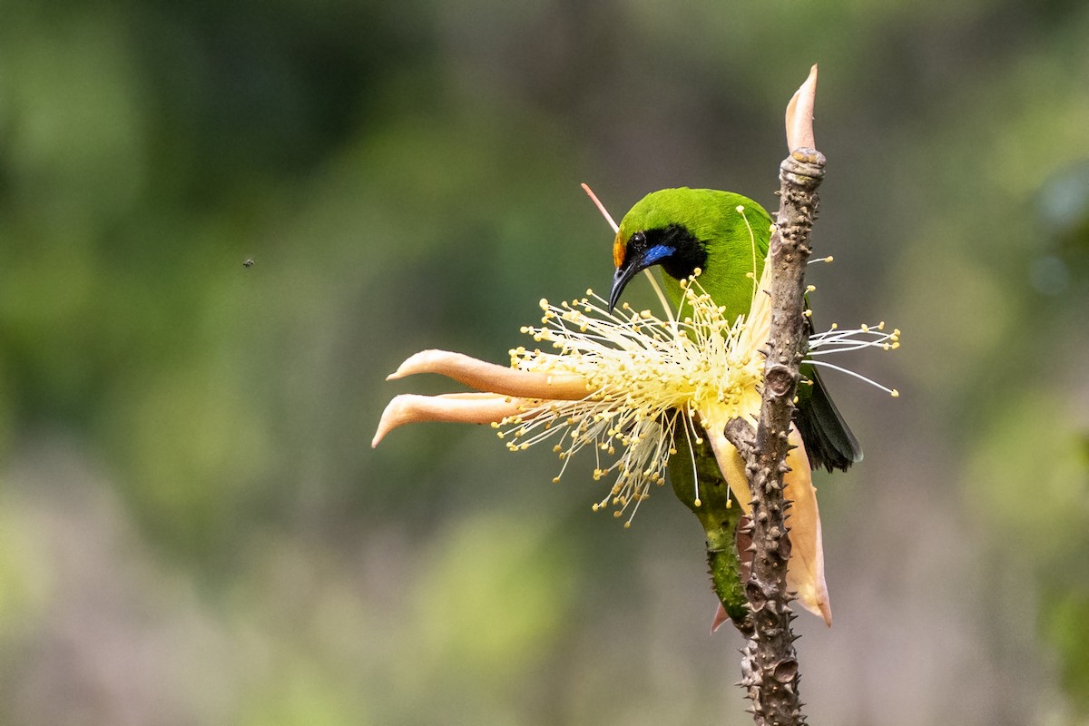 Golden-fronted Leafbird - ML652144940