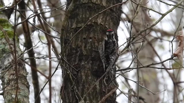 Yellow-bellied Sapsucker - ML652144998