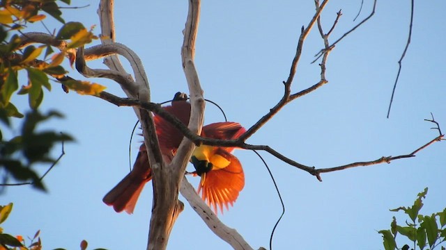 Red Bird-of-Paradise - ML652145023