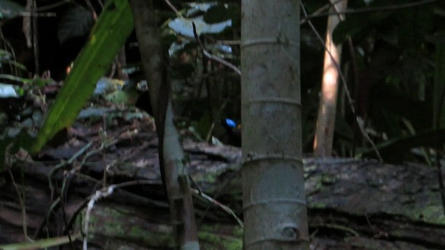 Wilson's Bird-of-Paradise - ML652145034