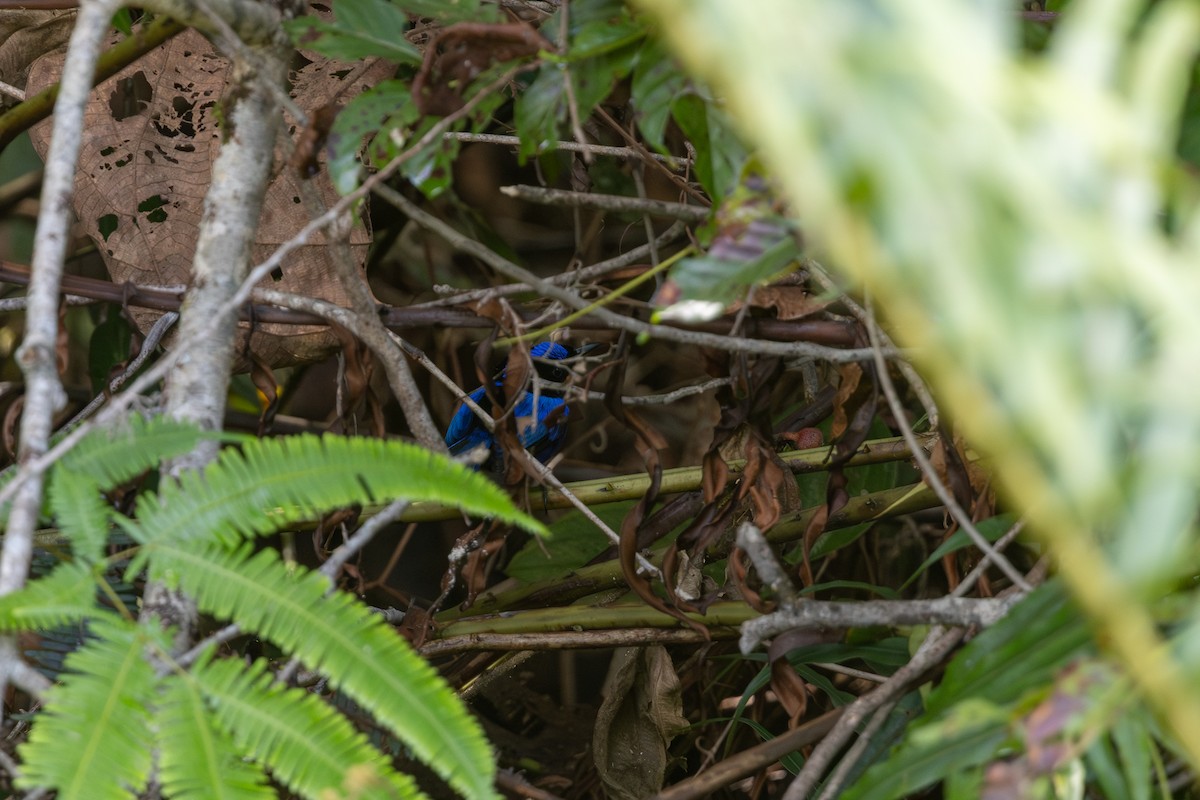 Emperor Fairywren - ML652145102