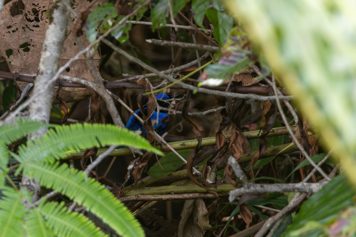 Emperor Fairywren - ML652145106