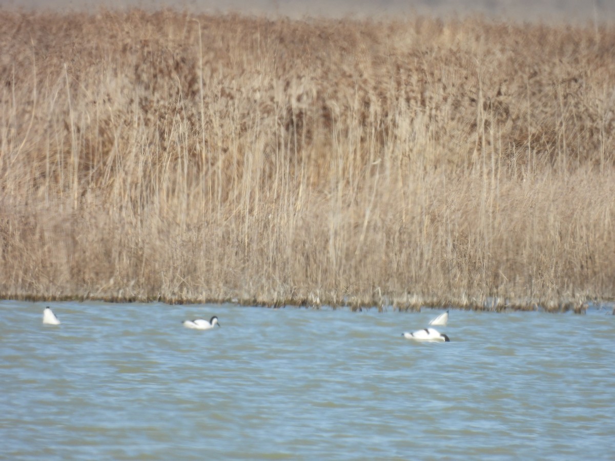 Abozeta kaskabeltza - ML652145347