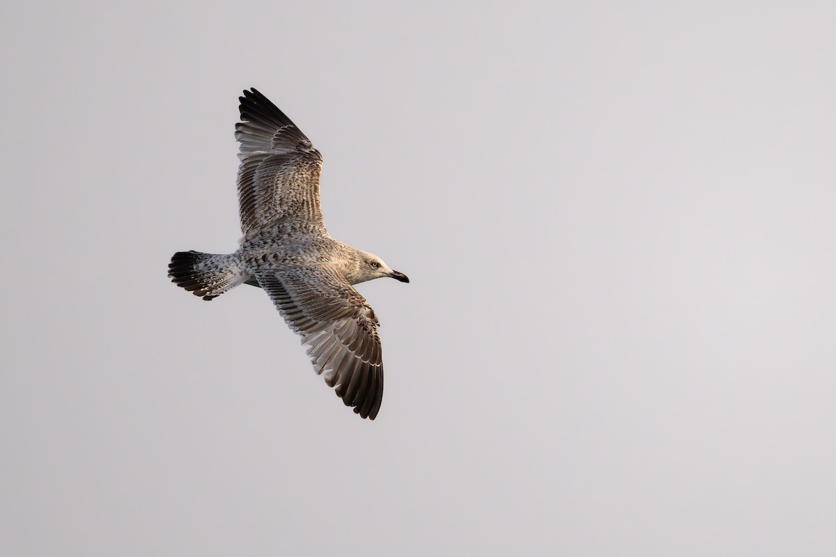 Kuzey Gümüş Martısı - ML652145536