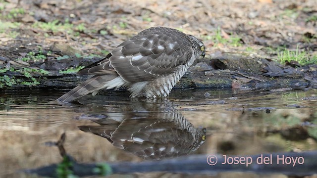 Gavilán Común - ML652145769