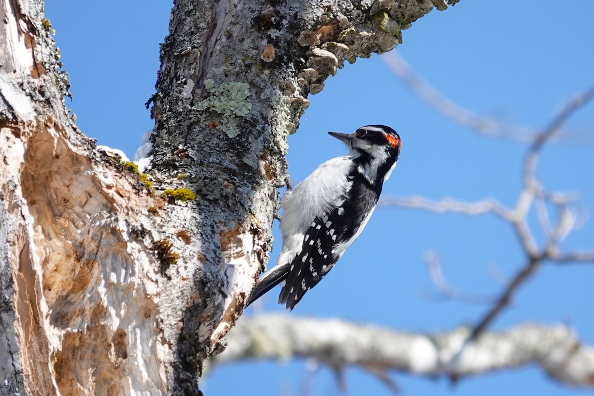 Hairy Woodpecker - ML652146062