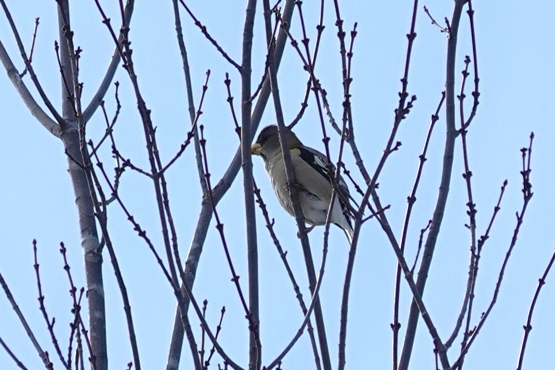 Evening Grosbeak - ML652146094