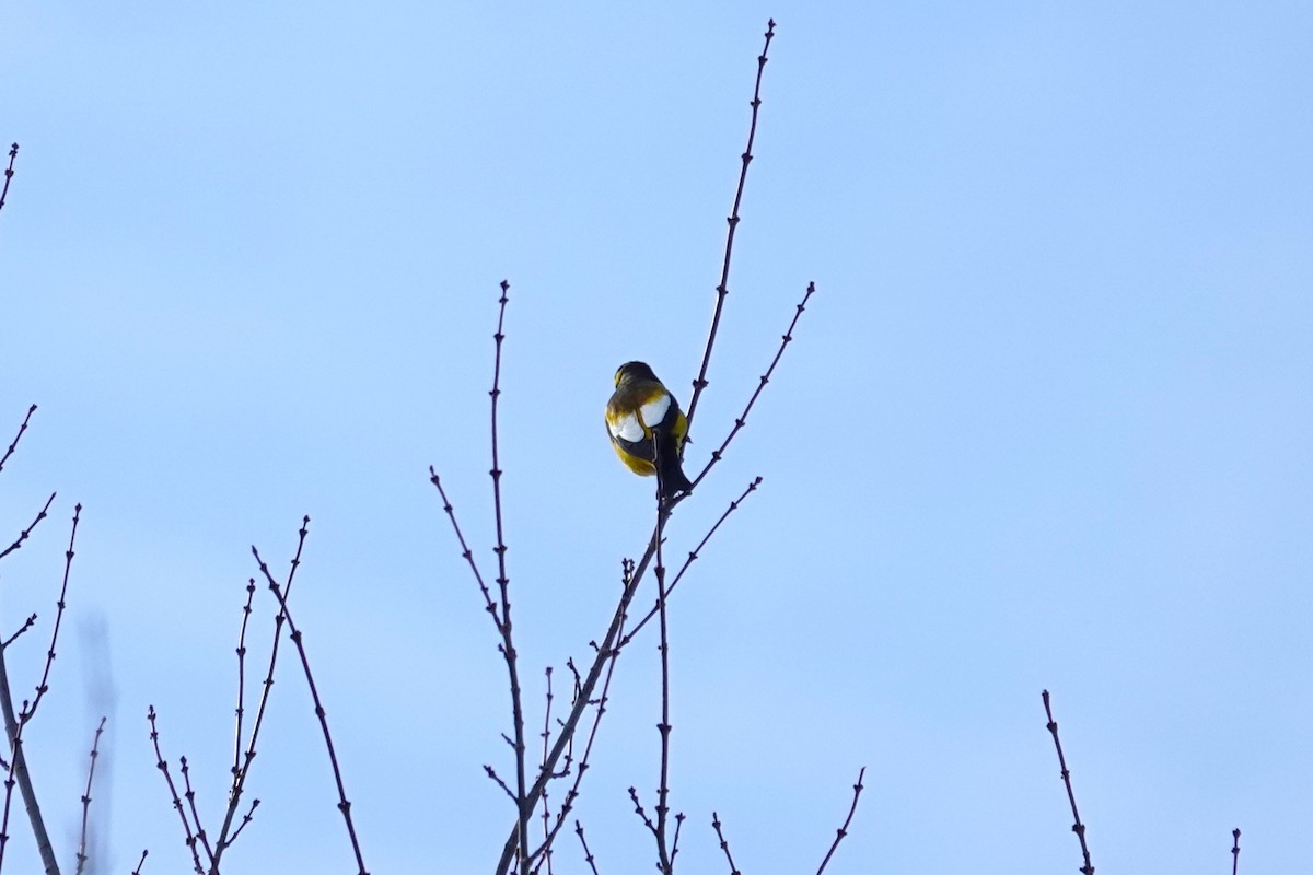 Evening Grosbeak - ML652146095