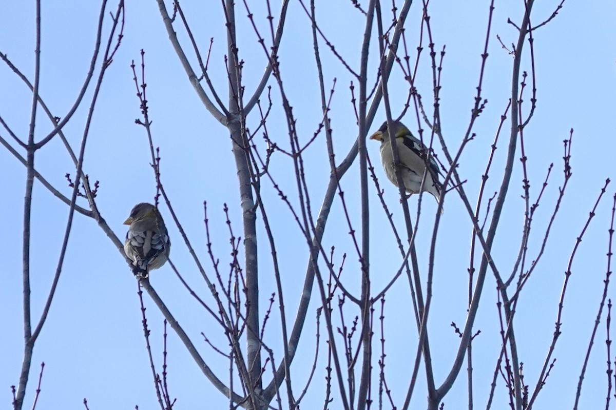 Evening Grosbeak - ML652146096