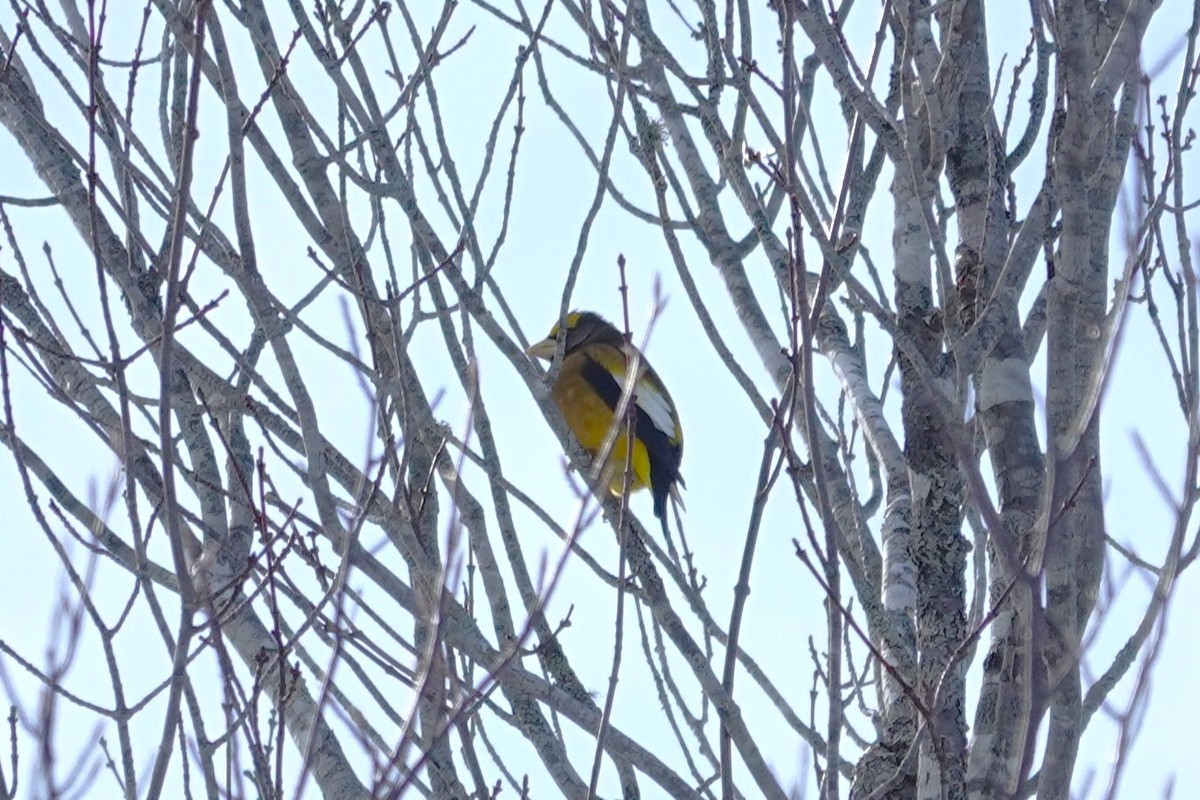 Evening Grosbeak - ML652146097