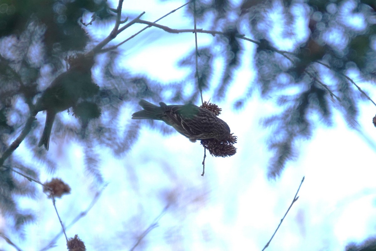 Pine Siskin - ML652146125