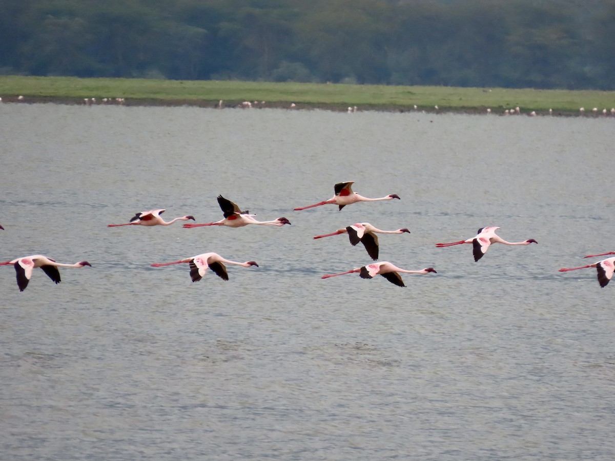Lesser Flamingo - ML652146184