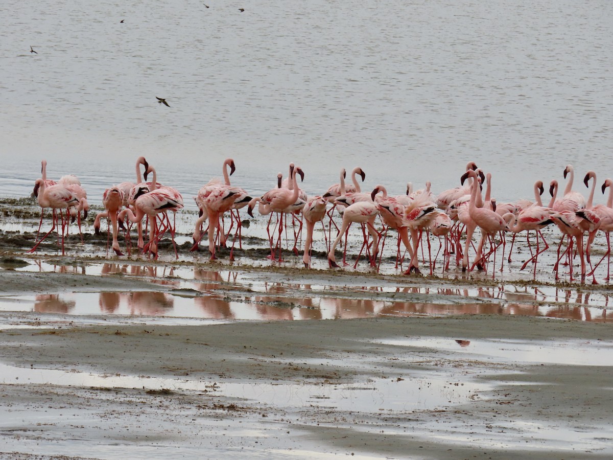 Lesser Flamingo - ML652146185