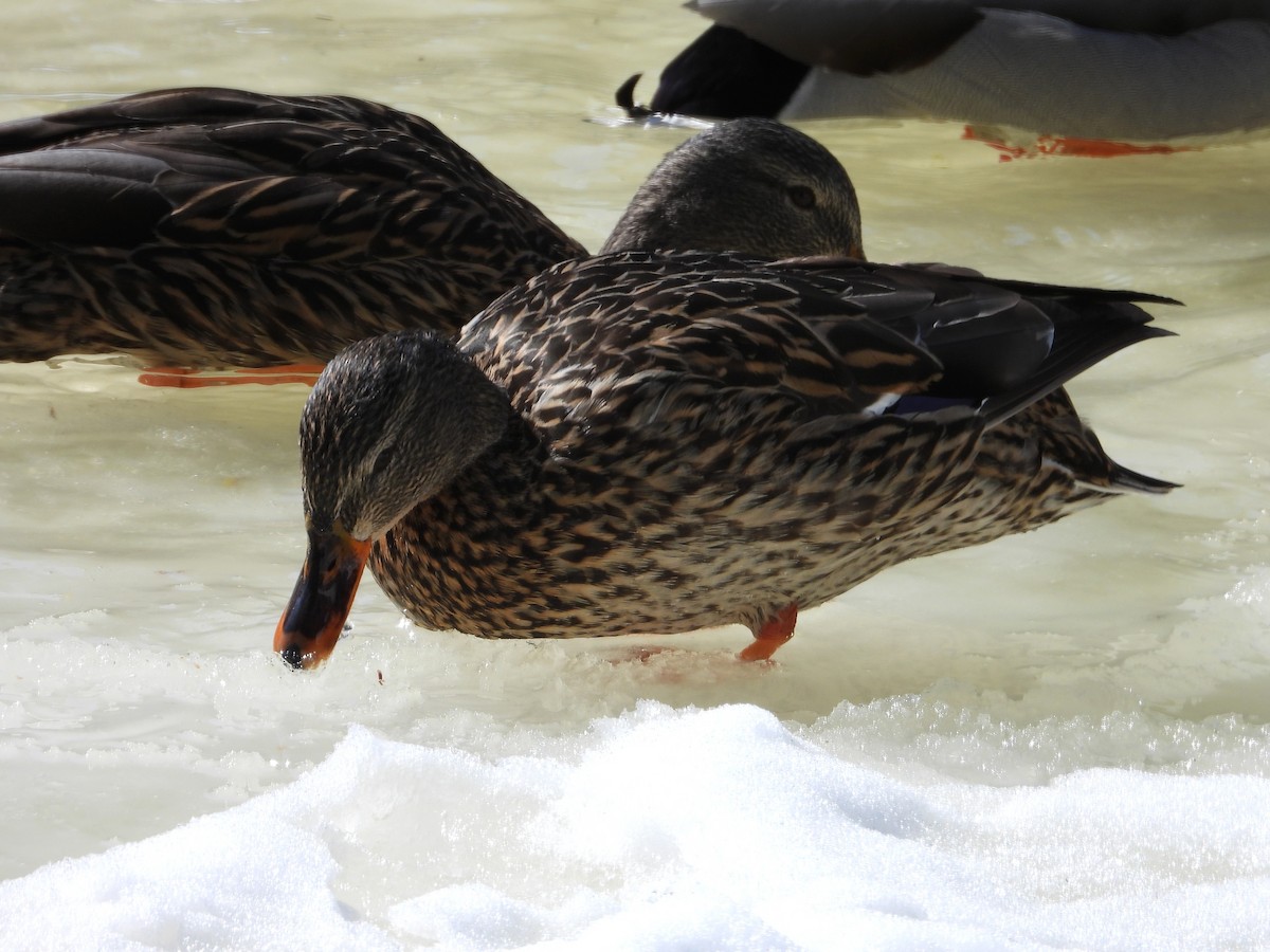 Кряква - ML652146202