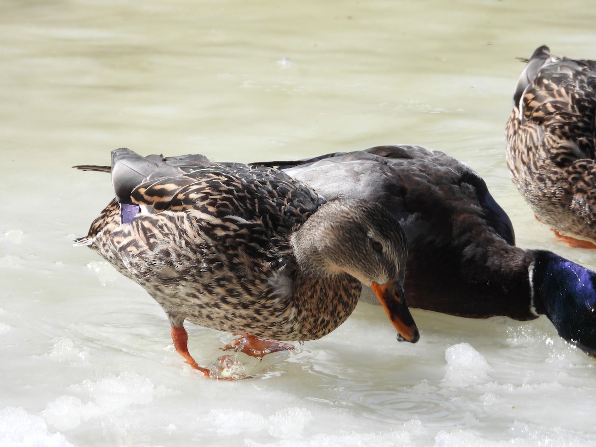 Кряква - ML652146203