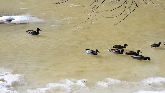 Кряква - ML652146207