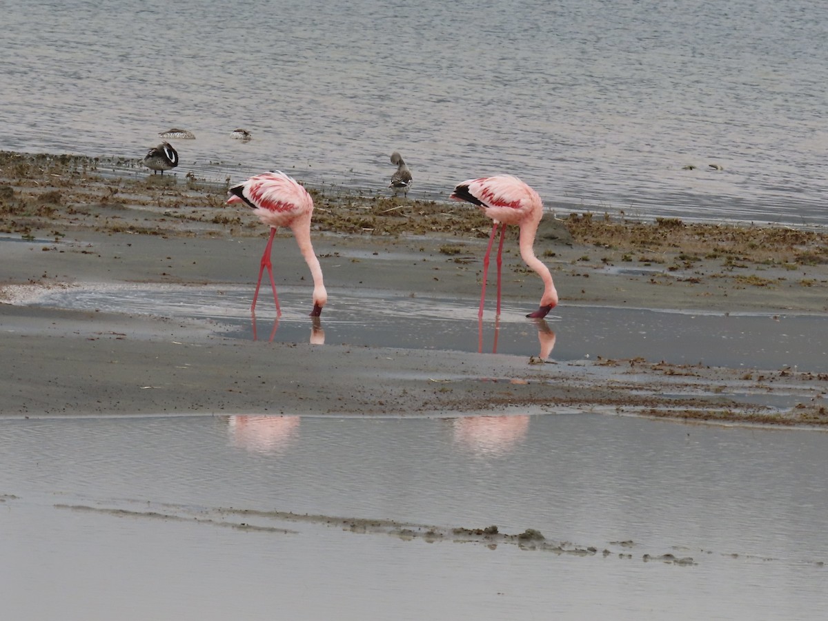 Lesser Flamingo - ML652146211