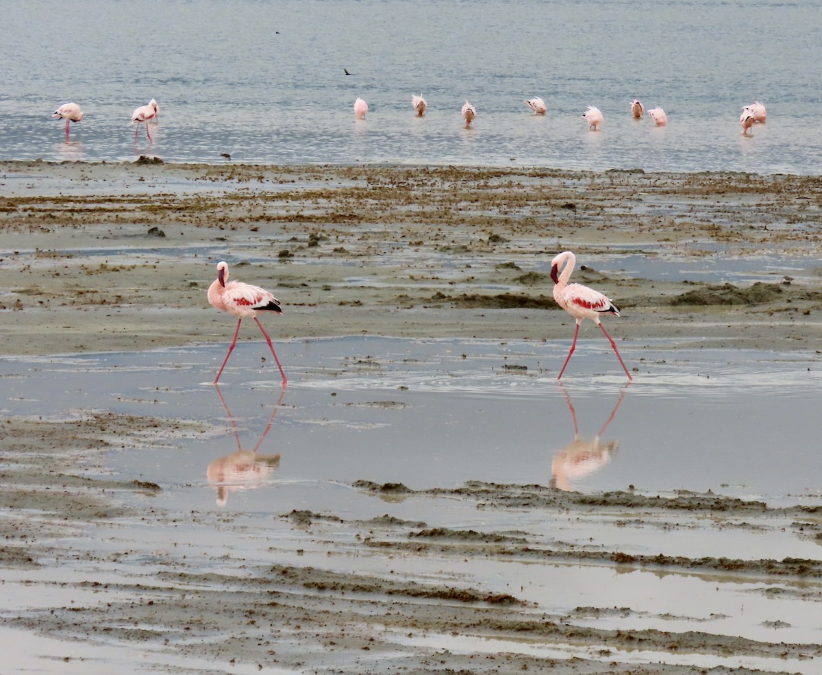 Lesser Flamingo - ML652146212