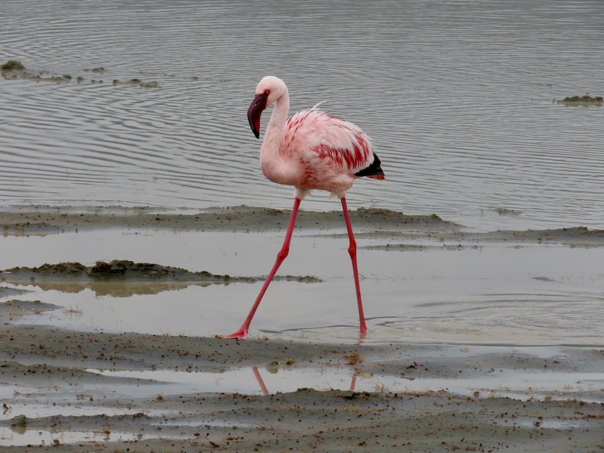 Lesser Flamingo - ML652146214
