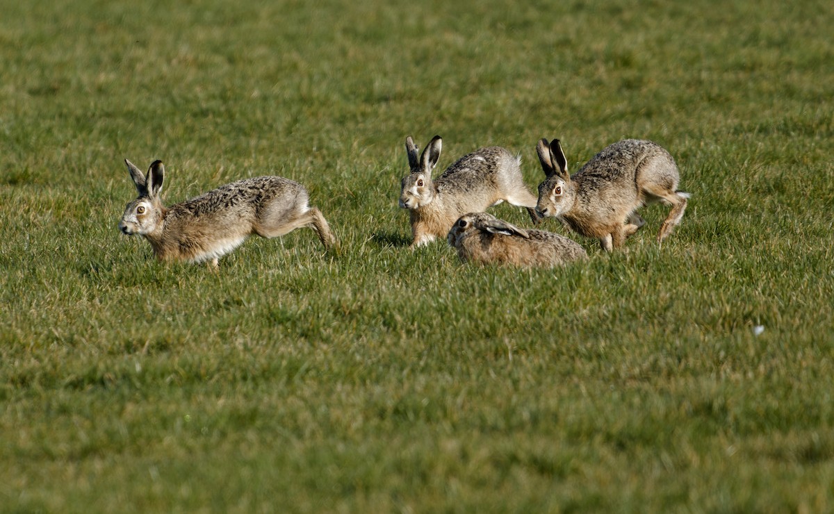 Brown Hare - ML652146242