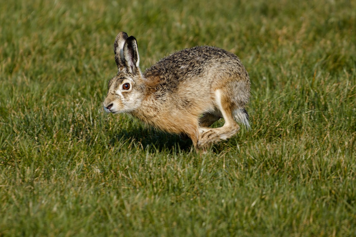 Brown Hare - ML652146255