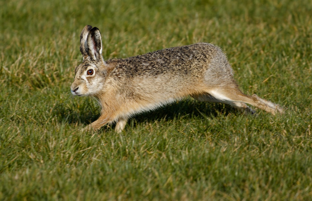 Brown Hare - ML652146256