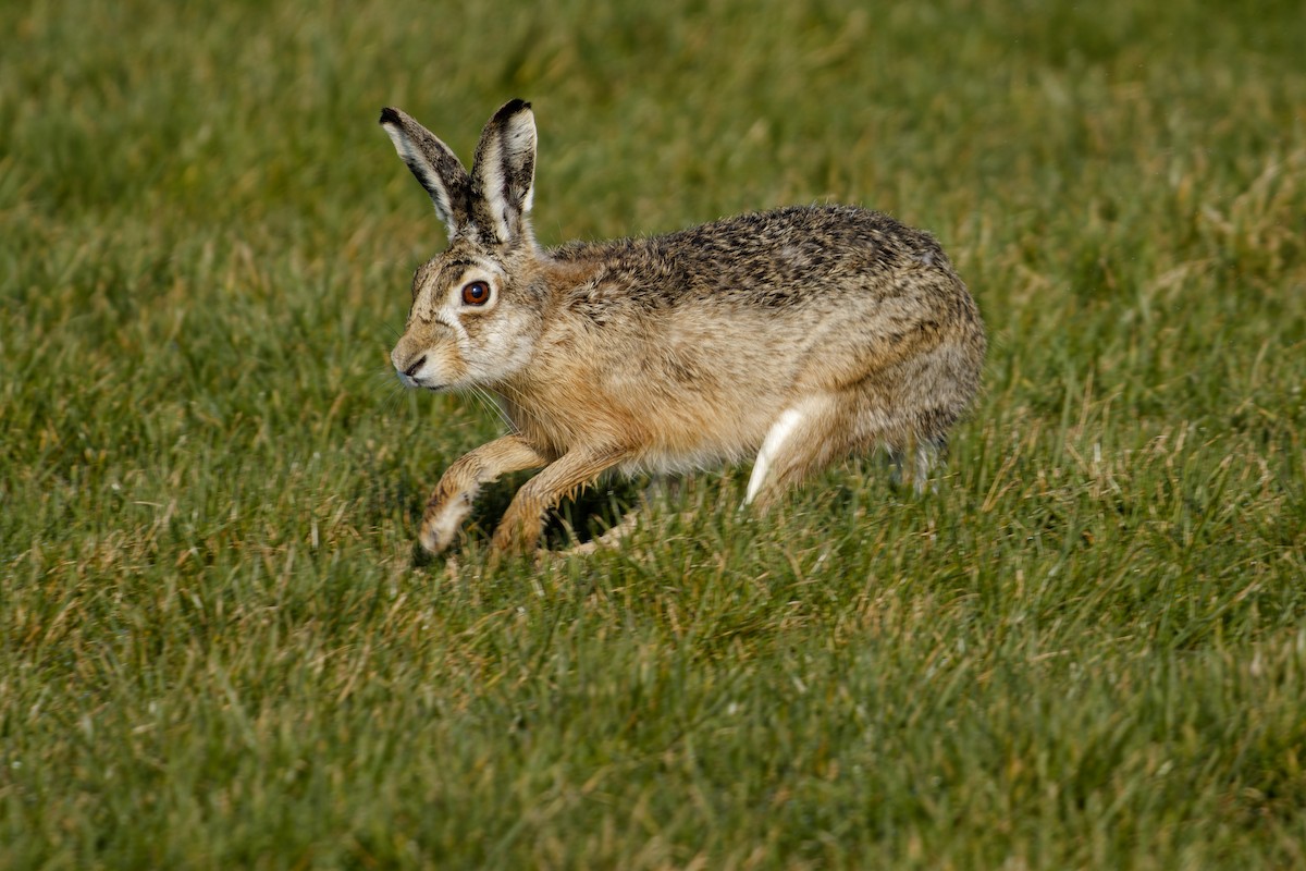Brown Hare - ML652146257