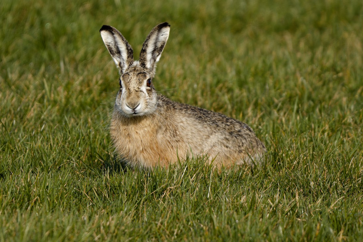 Brown Hare - ML652146258