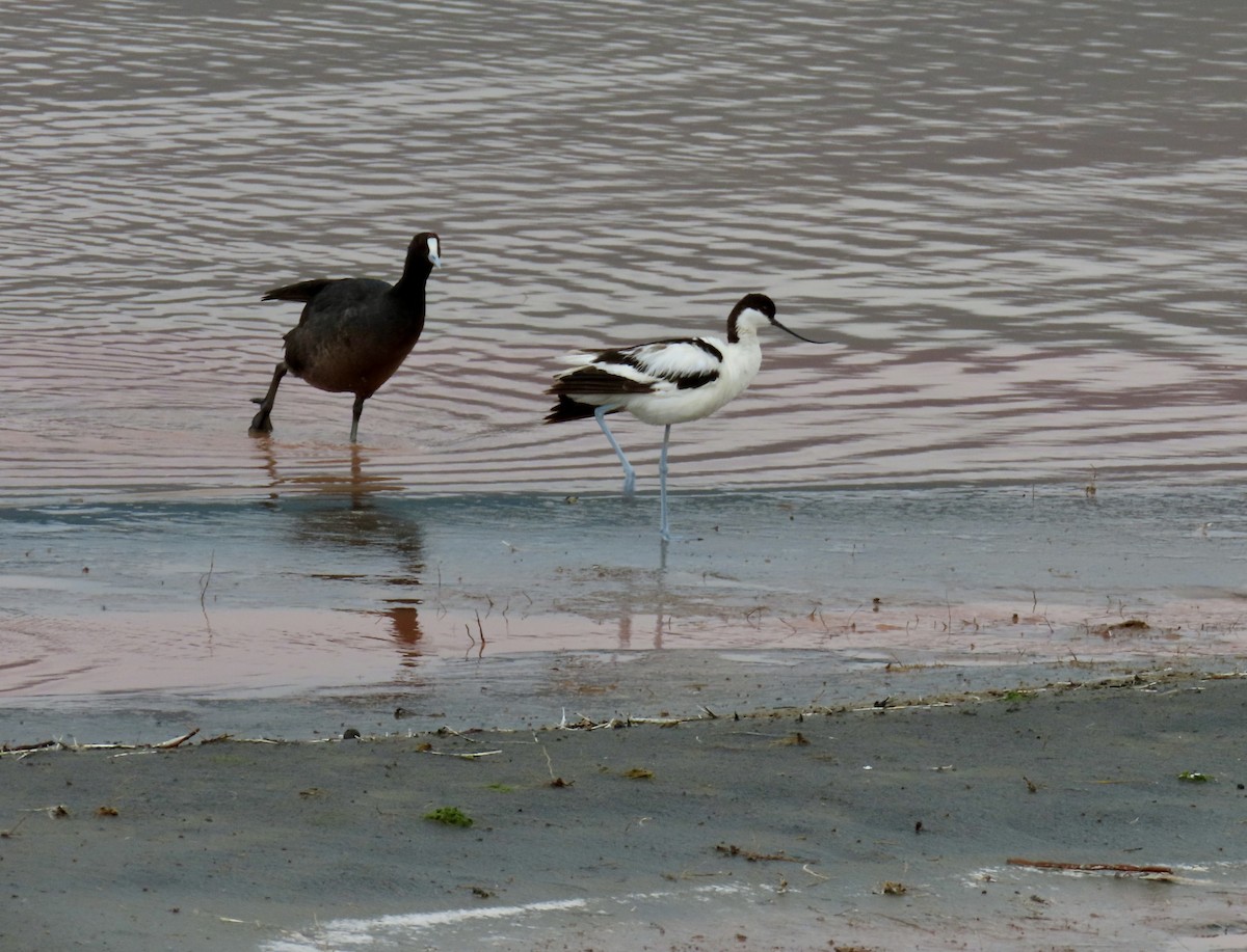 Abozeta kaskabeltza - ML652146259