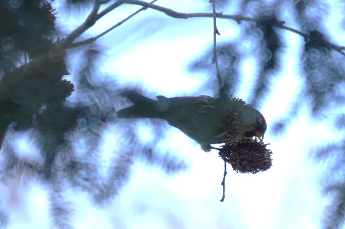 普通朱頂雀 - ML652146282